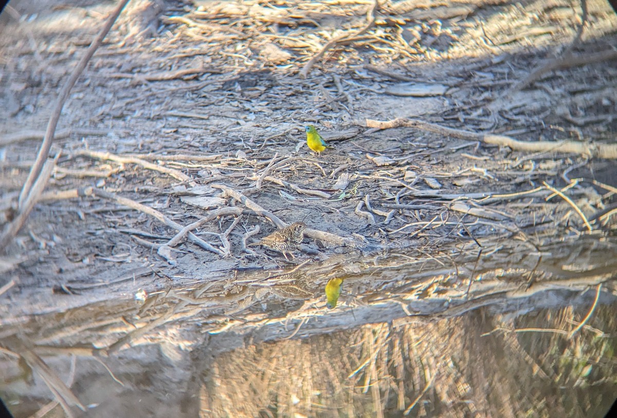 Bassian Thrush - ML618926104