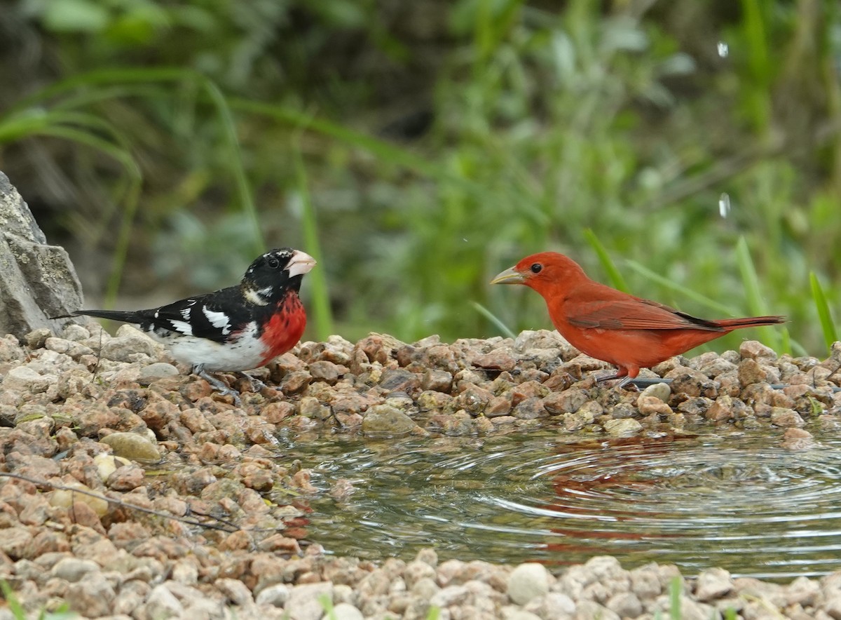 Rose-breasted Grosbeak - Kathryn Kay