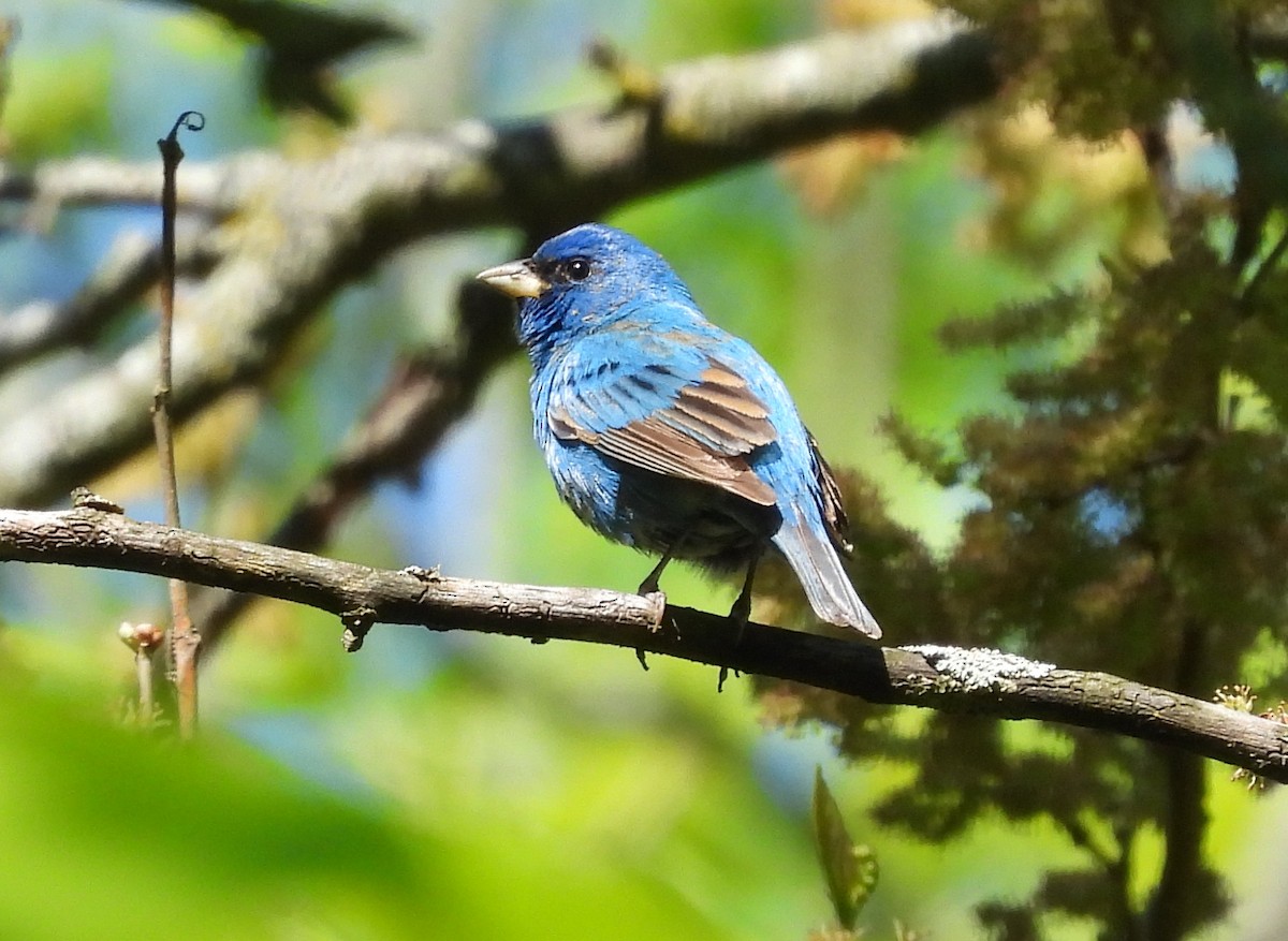 Indigo Bunting - Fannie Courtier