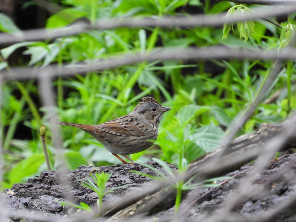 Lincoln's Sparrow - Daniel Raleigh