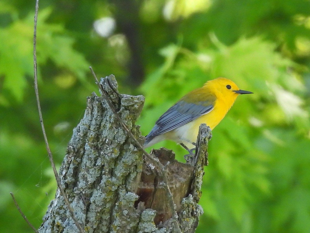 Prothonotary Warbler - Fannie Courtier