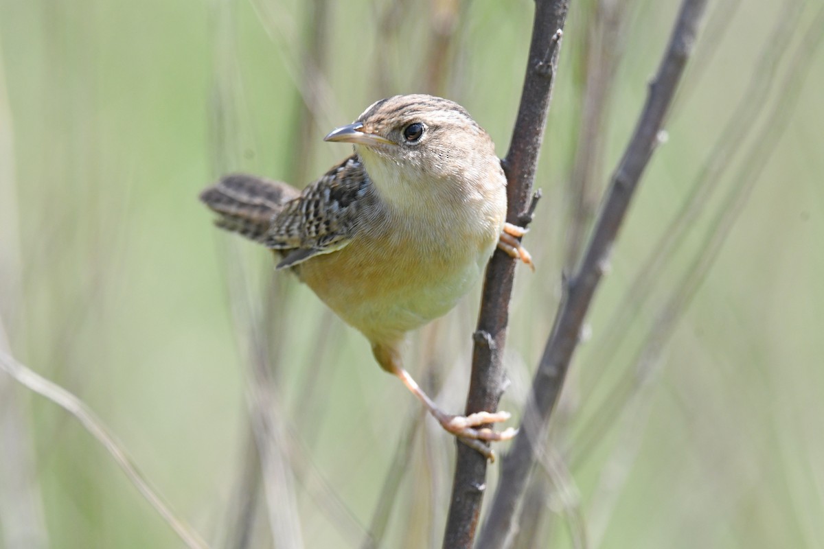 Sedge Wren - ML618926135