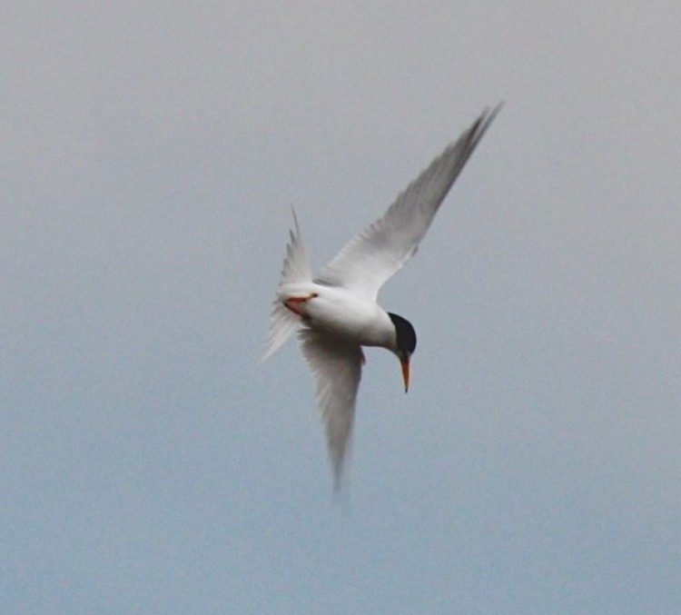 Least Tern - ML618926145