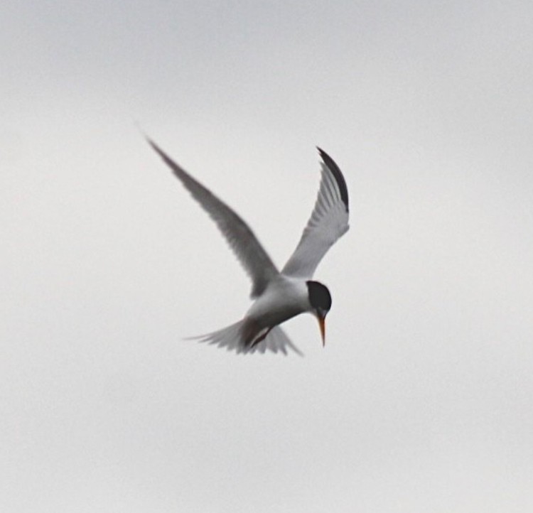 Least Tern - ML618926146