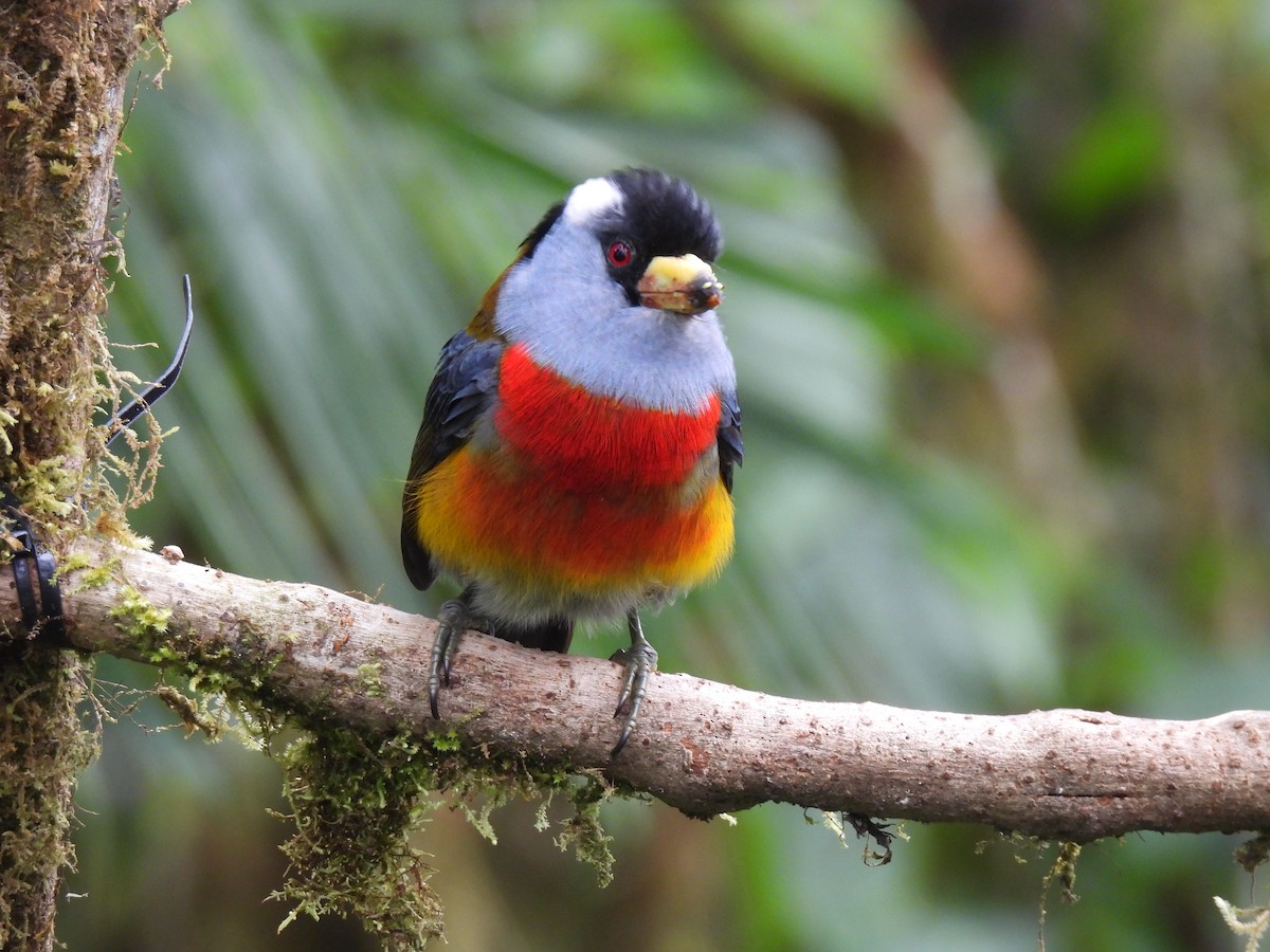 Toucan Barbet - ML618926156