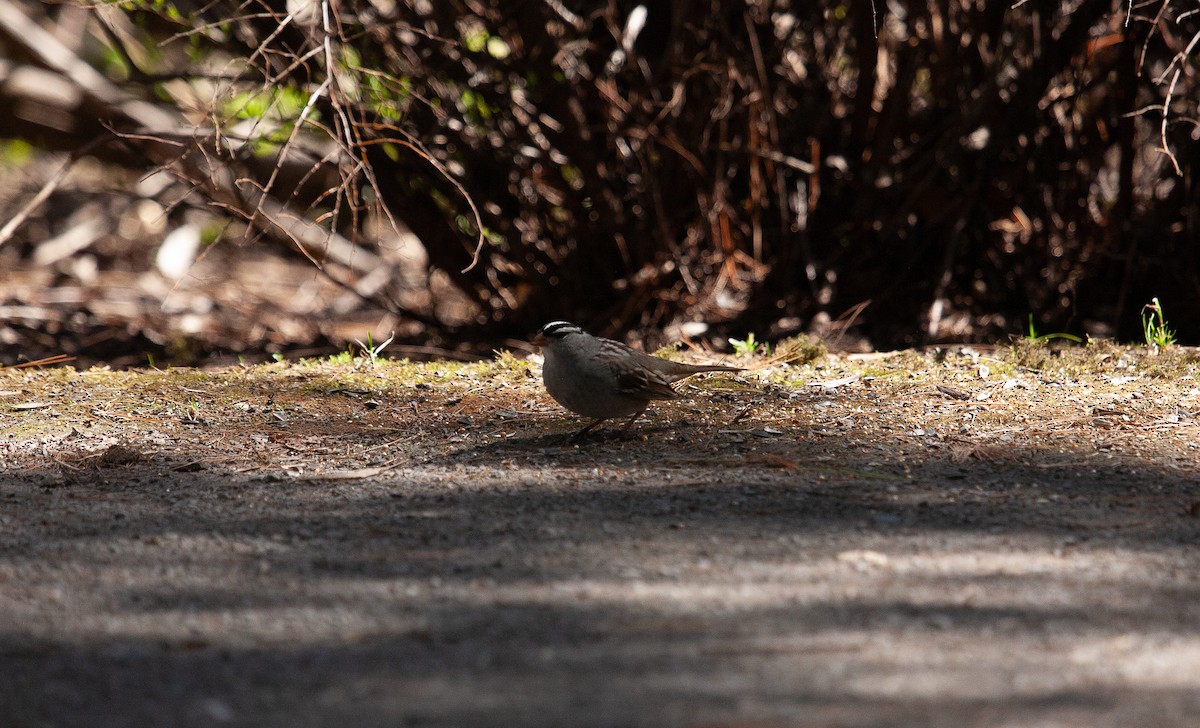 White-crowned Sparrow - ML618926172