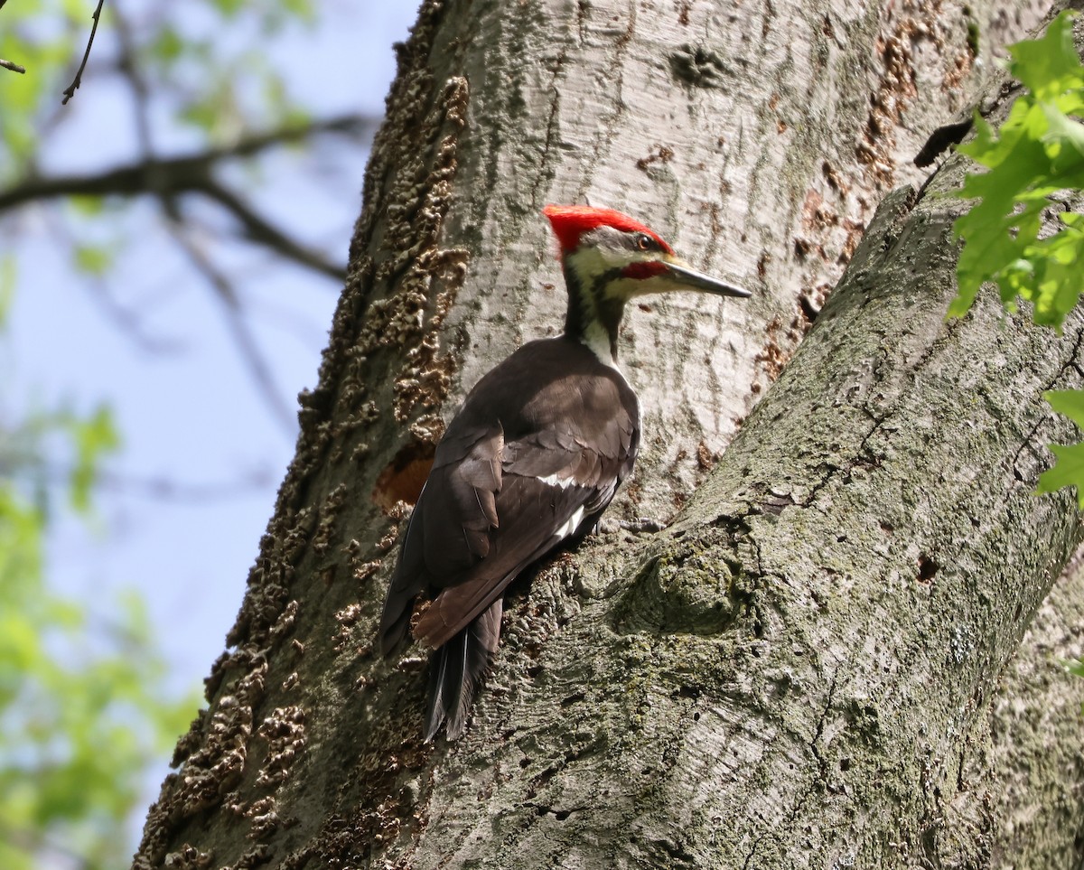Pileated Woodpecker - Maria Pacheco