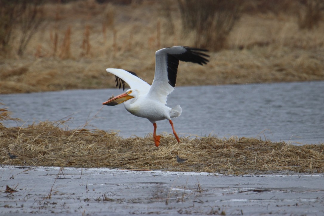 American White Pelican - Bob Bidney