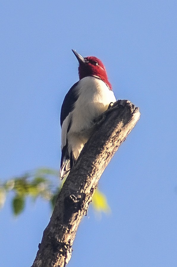 Red-headed Woodpecker - John Kippe