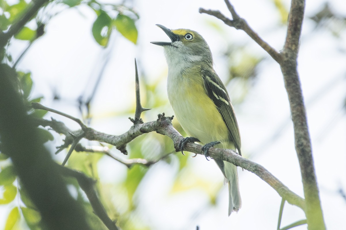 Ak Gözlü Vireo - ML618926262