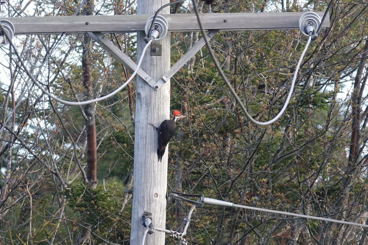 Pileated Woodpecker - Kevin F Murphy