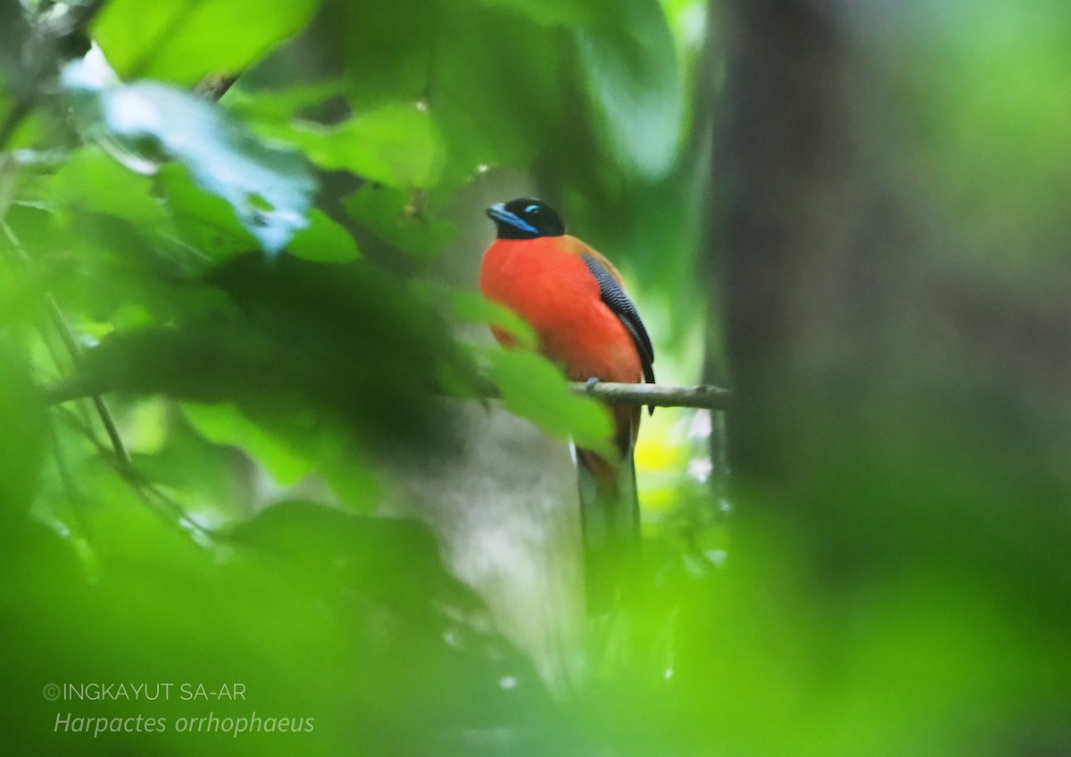 Cinnamon-rumped Trogon - Ingkayut Sa-ar