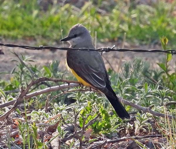 Western Kingbird - Cory Shaw