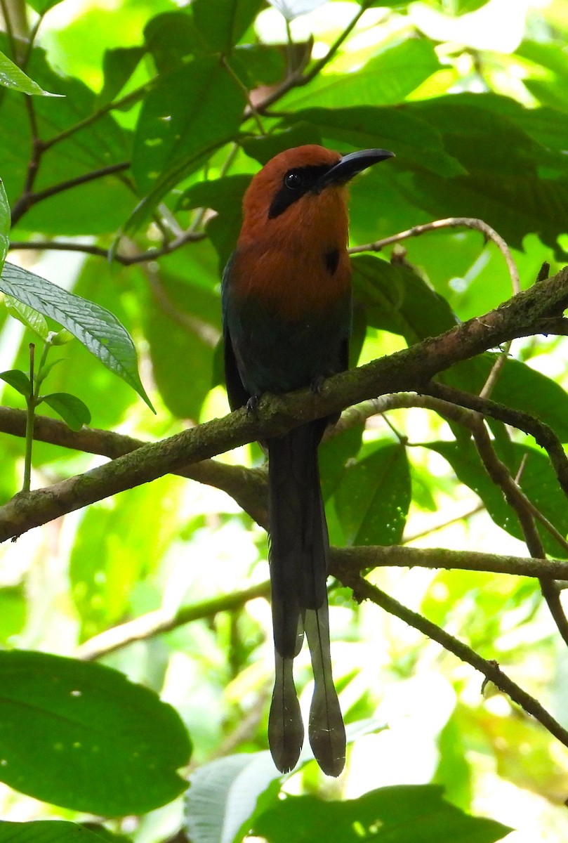Broad-billed Motmot - ML618926283
