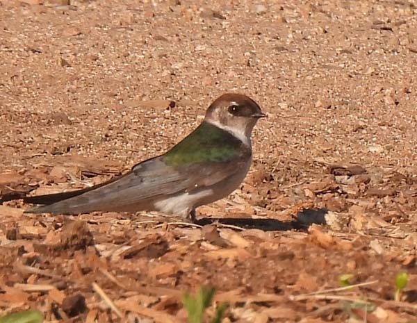 Violet-green Swallow - Cory Shaw