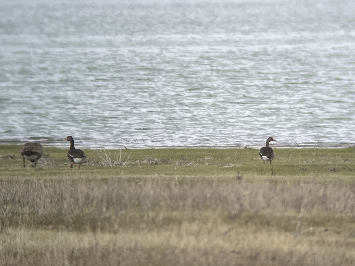 Greater White-fronted Goose - ML618926301