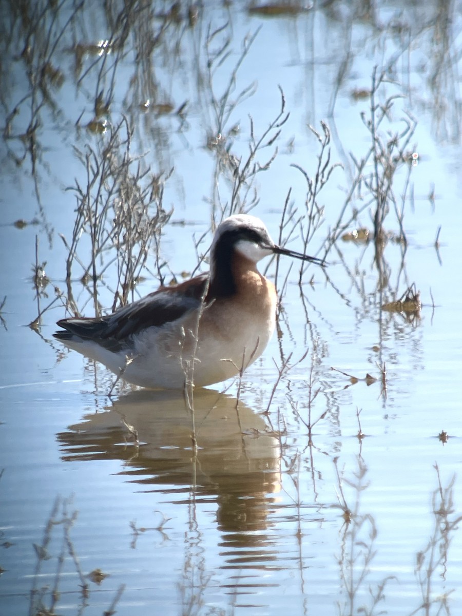 hvithalesvømmesnipe - ML618926312