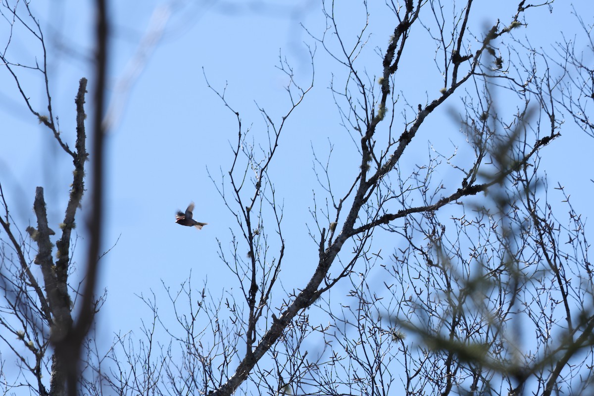 Purple Finch - ML618926313