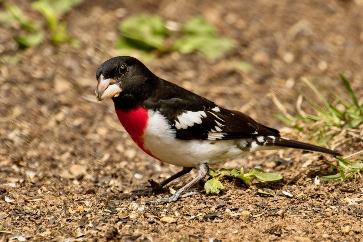 Rose-breasted Grosbeak - Normand Laplante