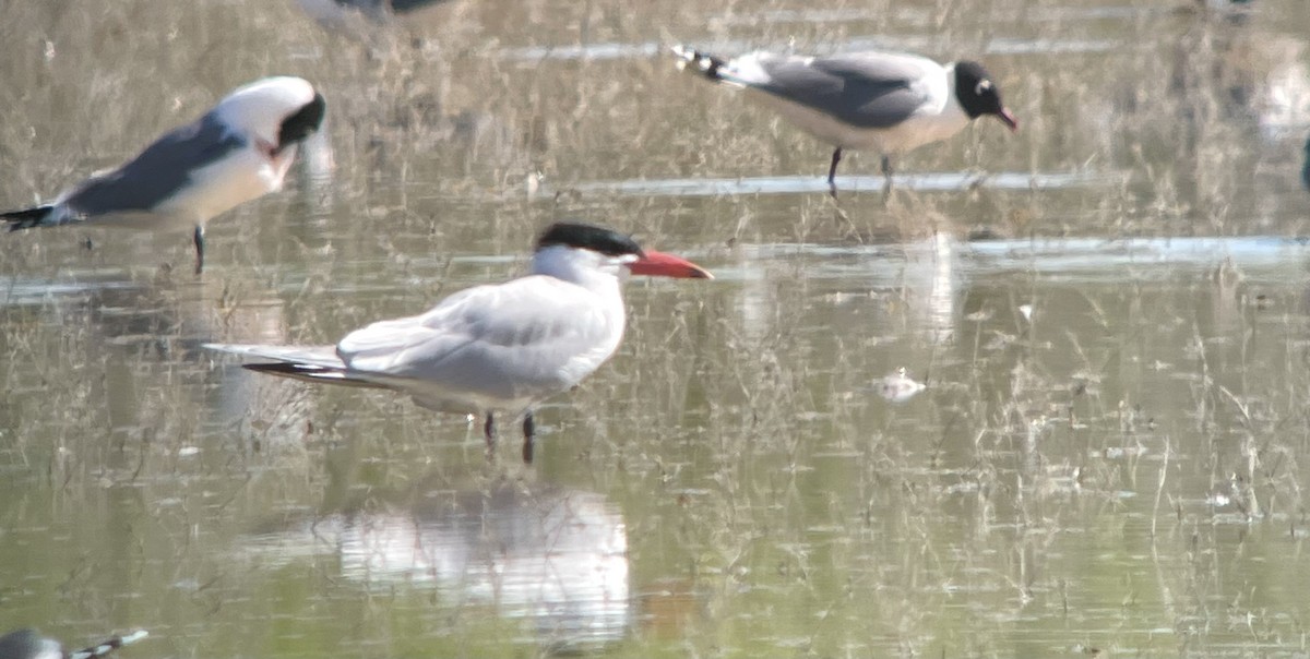 Caspian Tern - Adam Brewerton