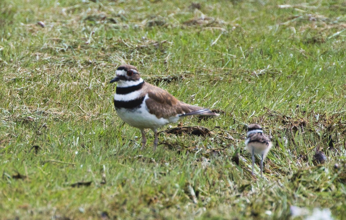 Killdeer - ML618926338