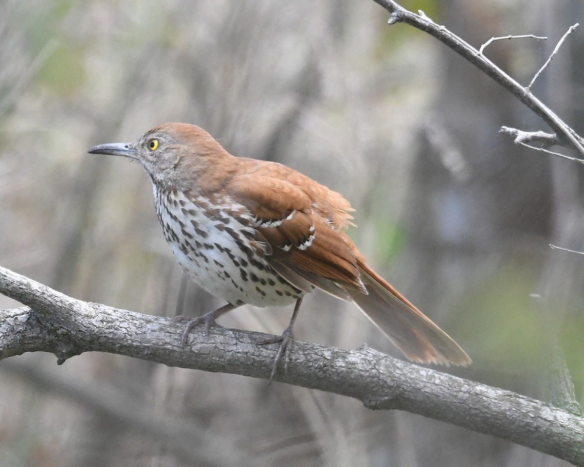 Brown Thrasher - Michael Topp