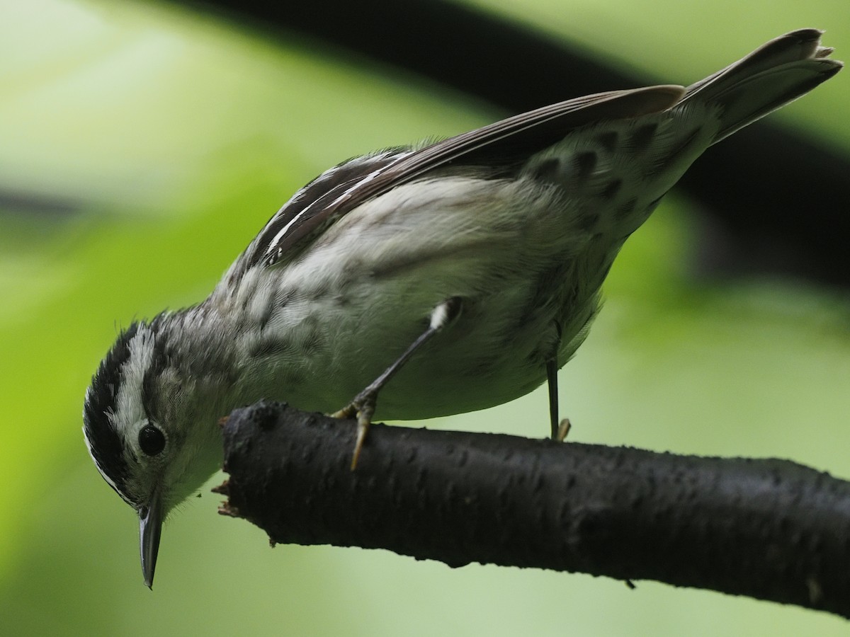 Black-and-white Warbler - ML618926349