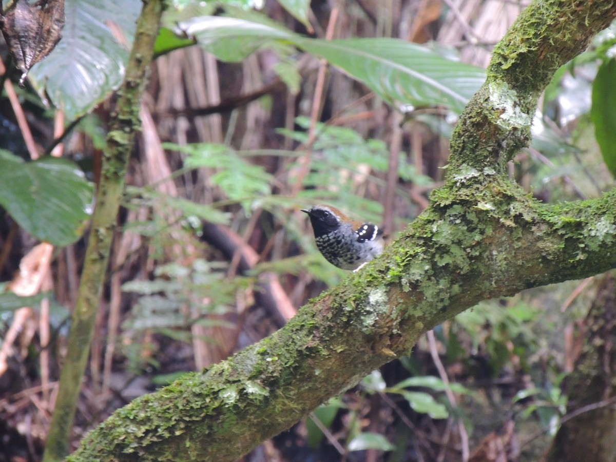 Squamate Antbird - Aline Antunes