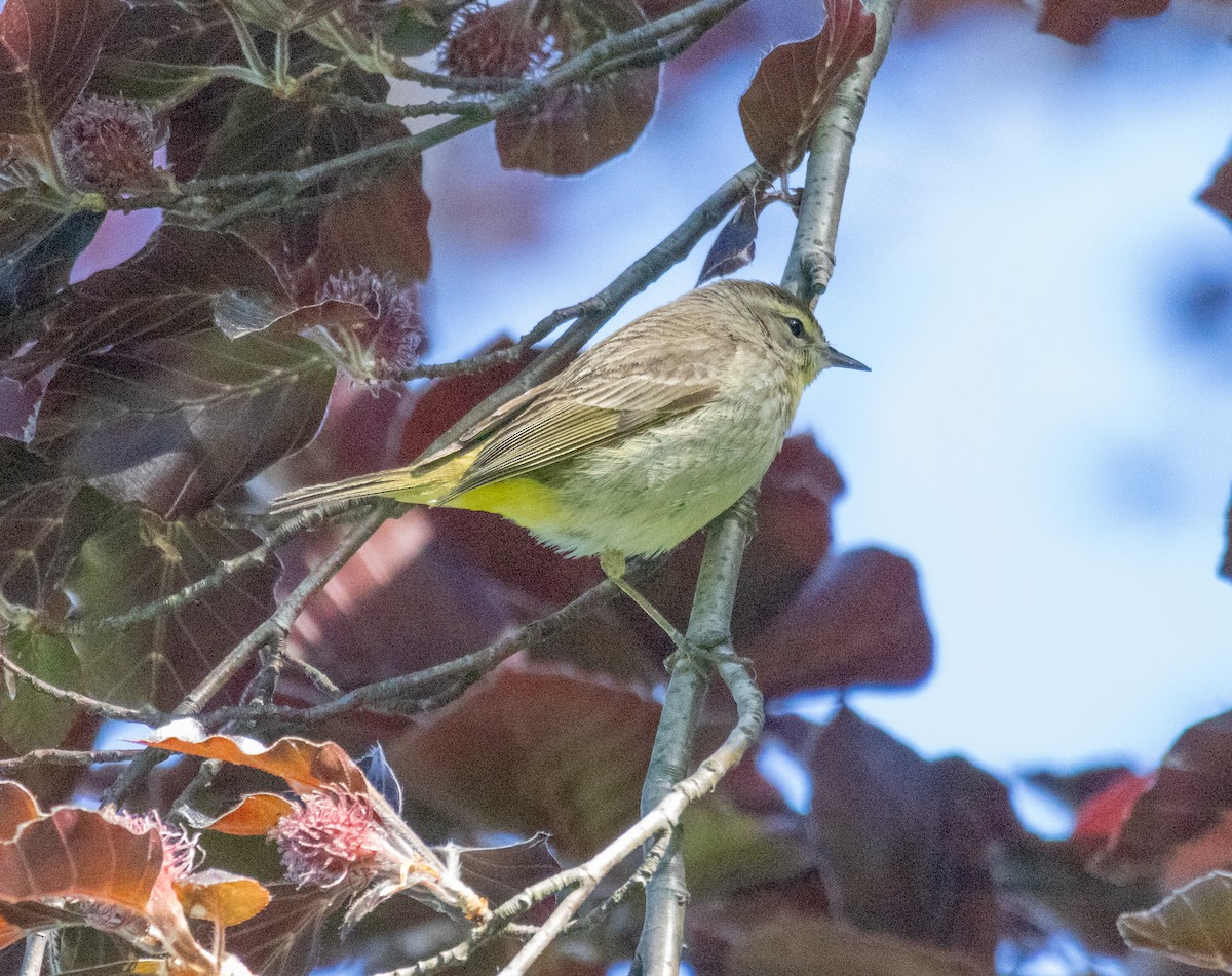 Palm Warbler (Western) - MCHL ____