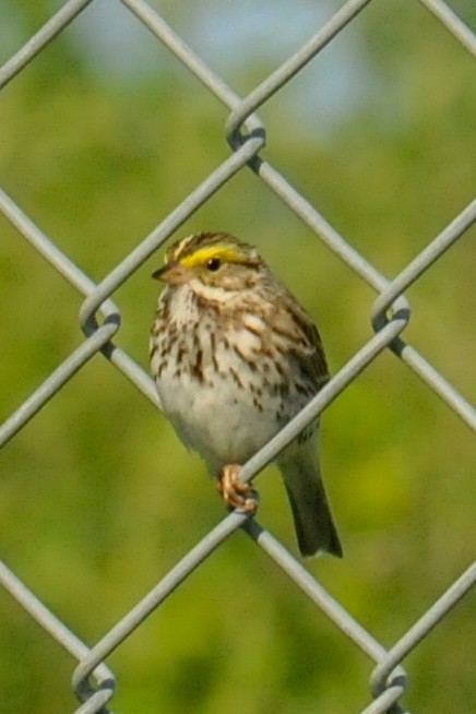 Savannah Sparrow - ML618926371
