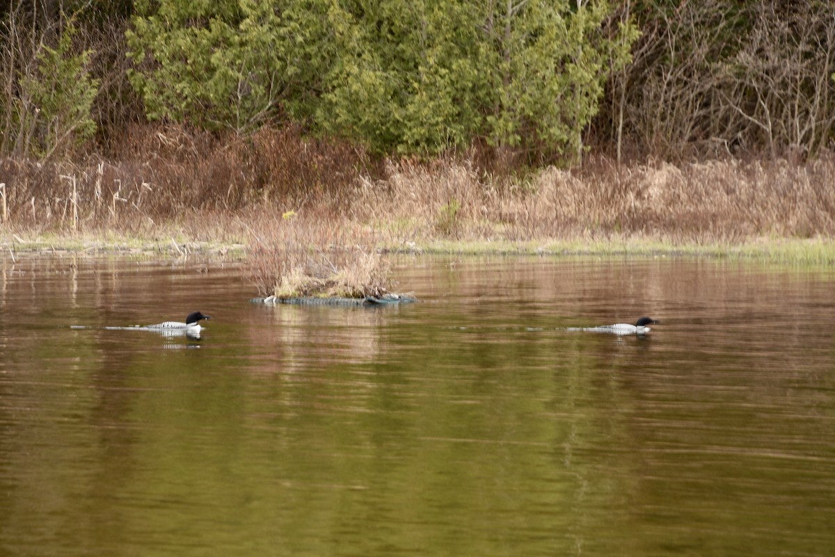 Common Loon - Sarah Cowan