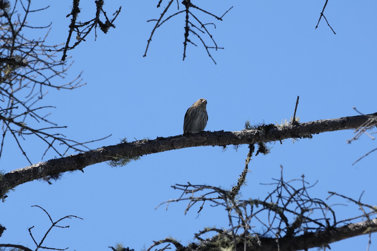 Pine Siskin - Alexandra Guy