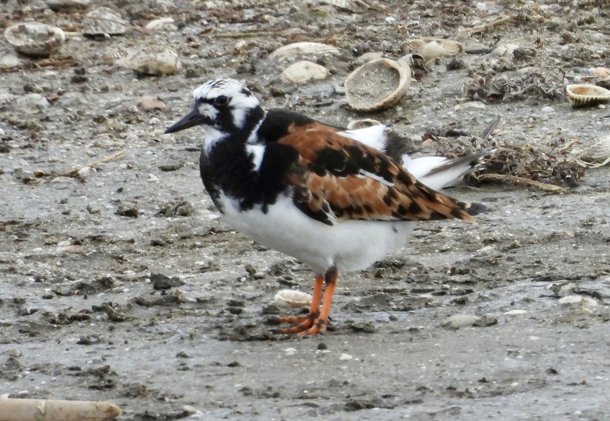 Ruddy Turnstone - ML618926396