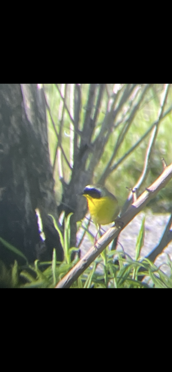 Common Yellowthroat - Caine Kelso