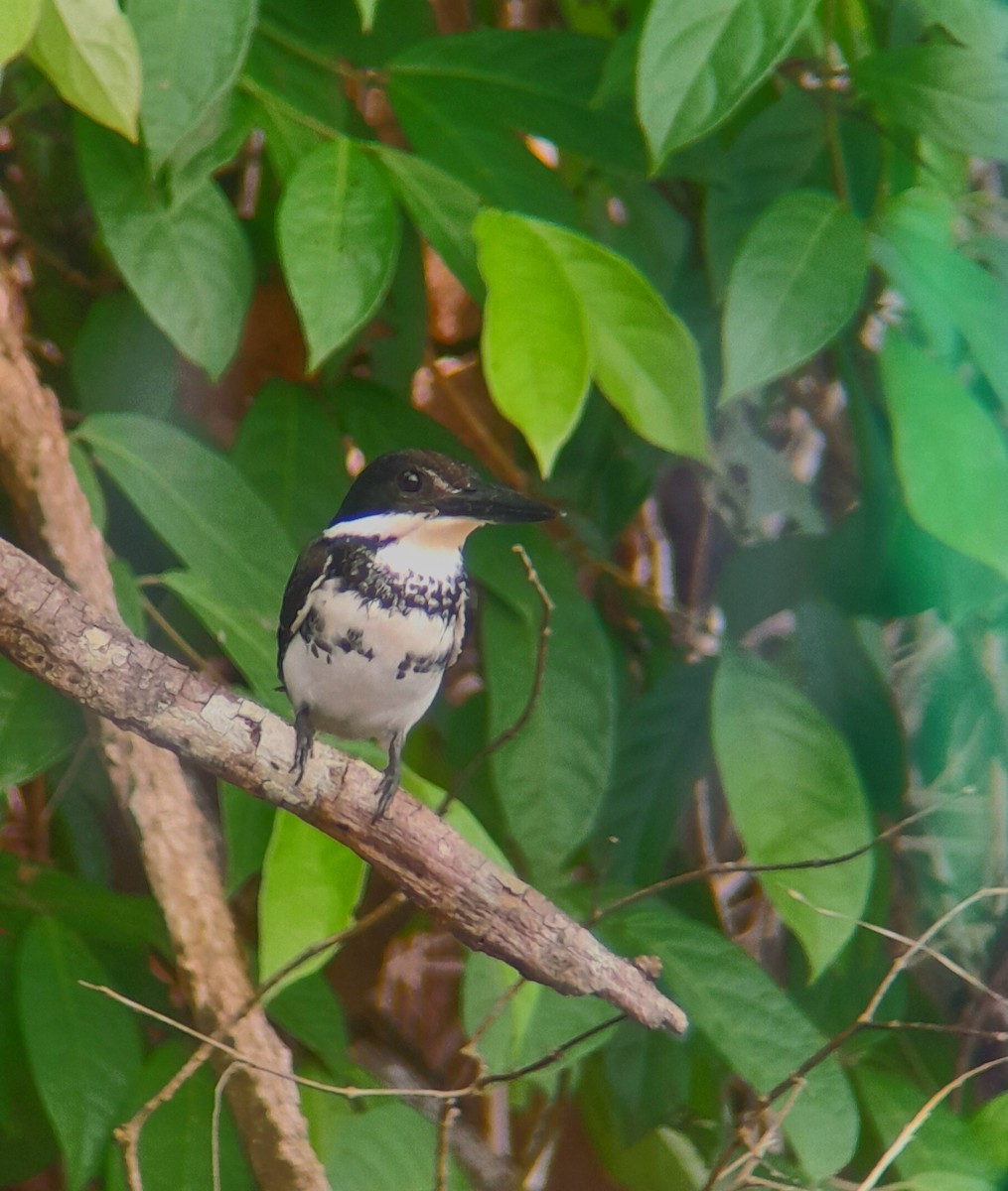 Green Kingfisher - ML618926420