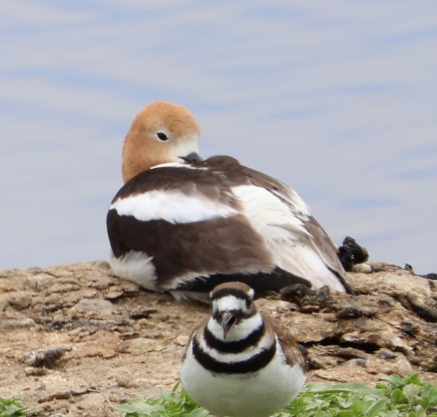 American Avocet - Diane Etchison