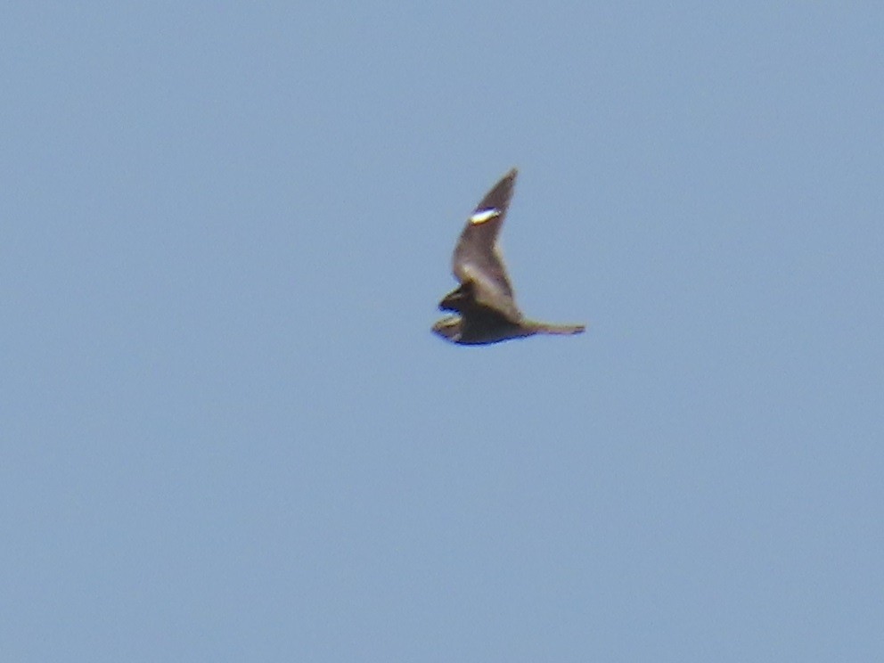 Common Nighthawk - Tom Austin