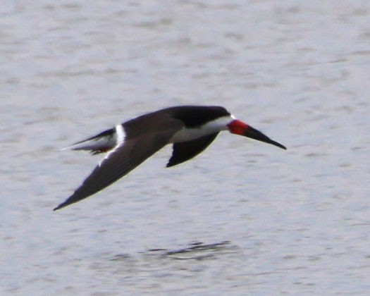 Black Skimmer - Diane Etchison