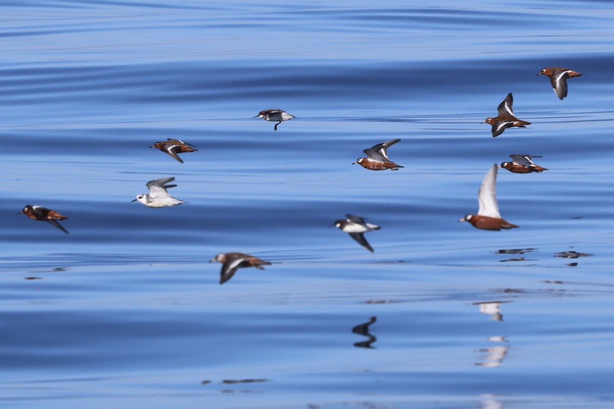 Phalarope à bec large - ML618926453