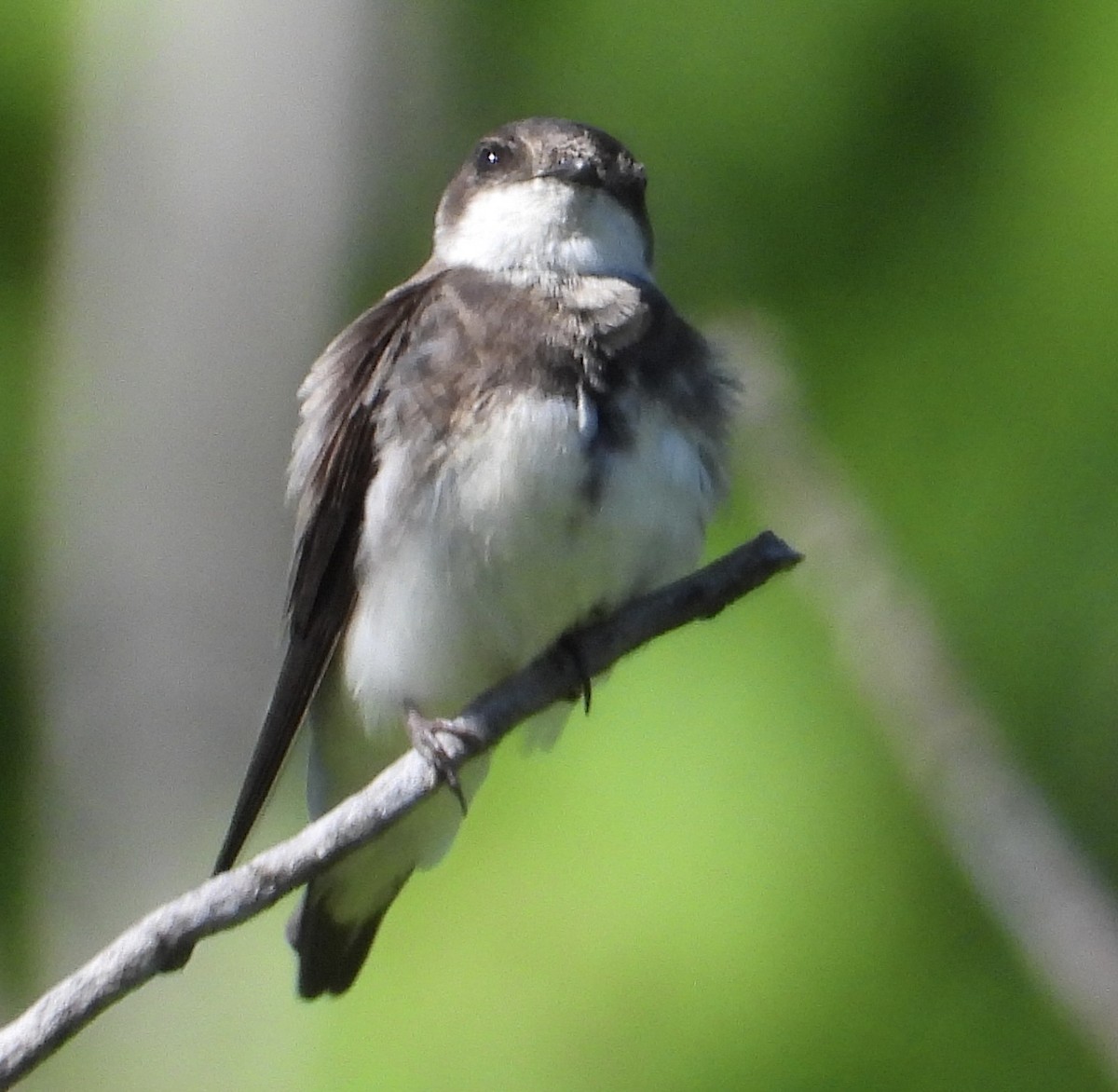 Bank Swallow - inga schmidt