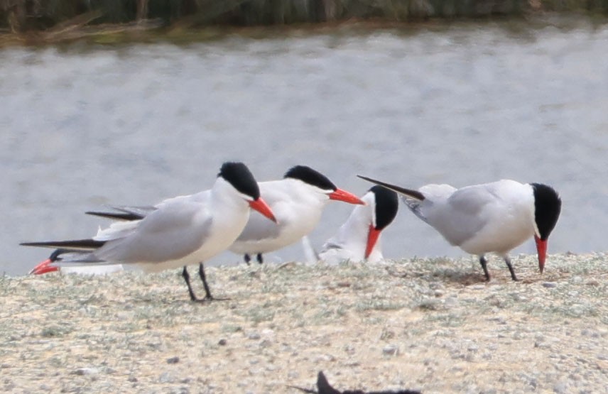 Caspian Tern - Diane Etchison