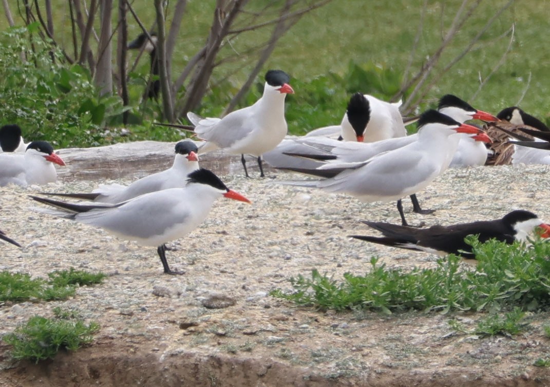 Caspian Tern - Diane Etchison