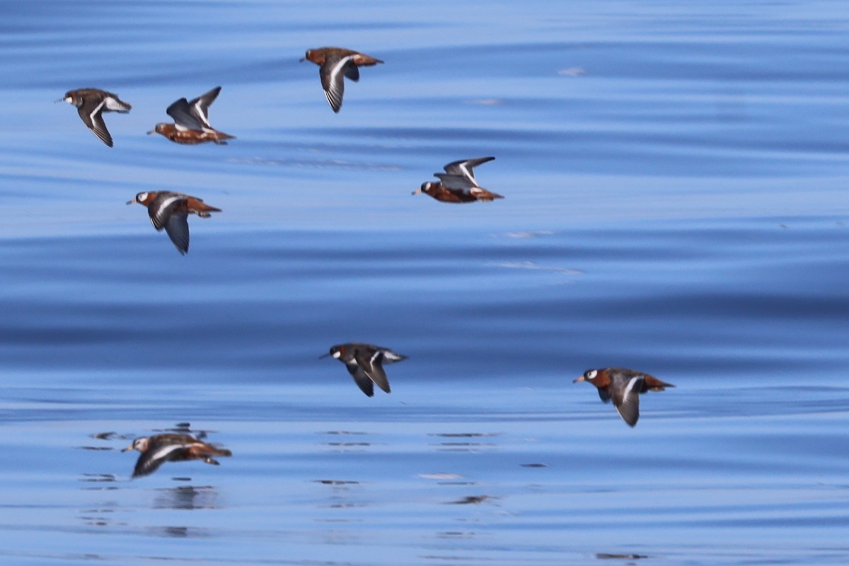 Red-necked Phalarope - ML618926465