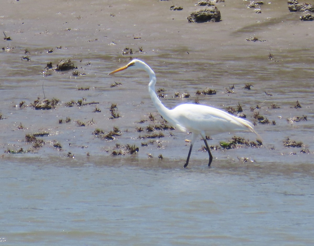 Great Egret - ML618926466