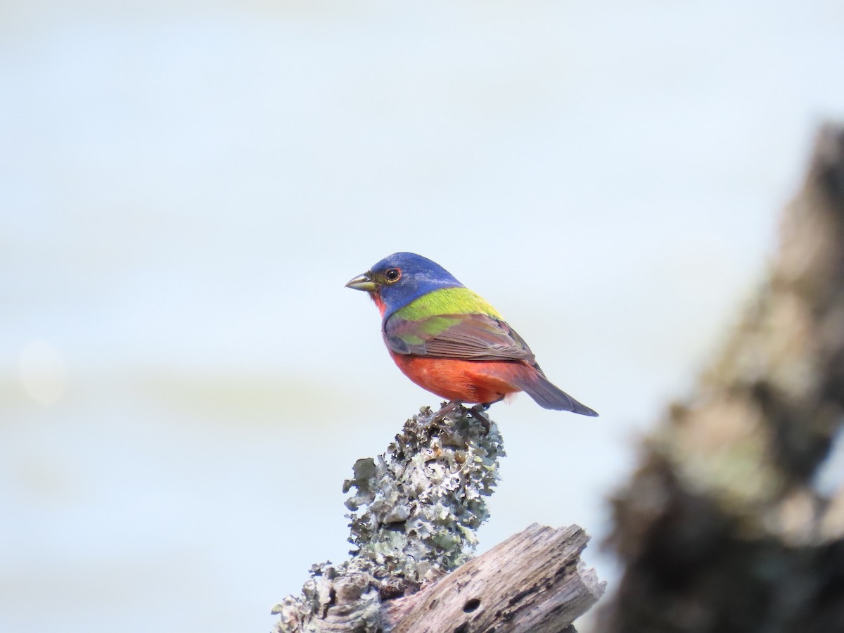 Painted Bunting - Tom Austin