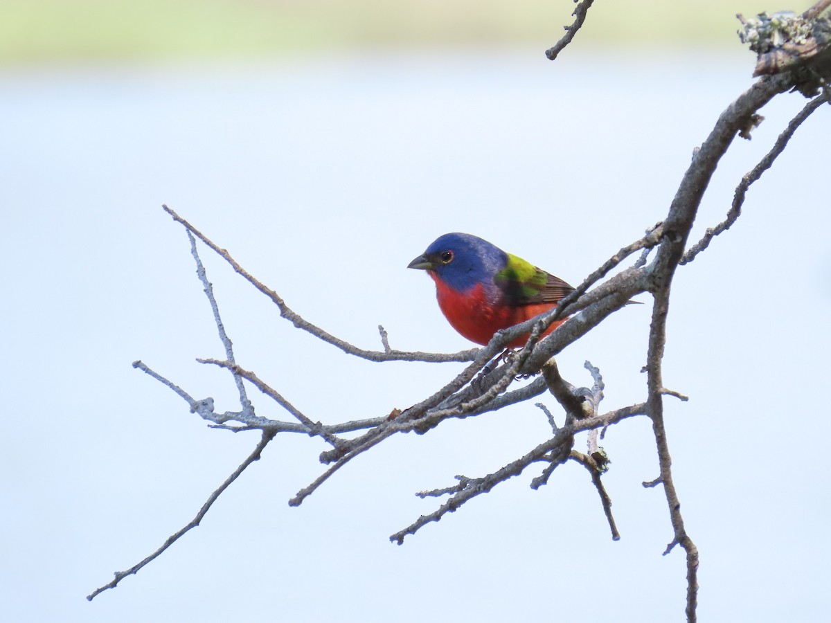 Painted Bunting - Tom Austin