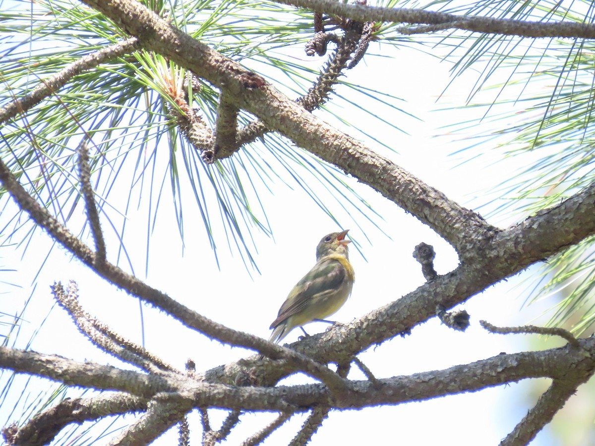 Painted Bunting - ML618926478