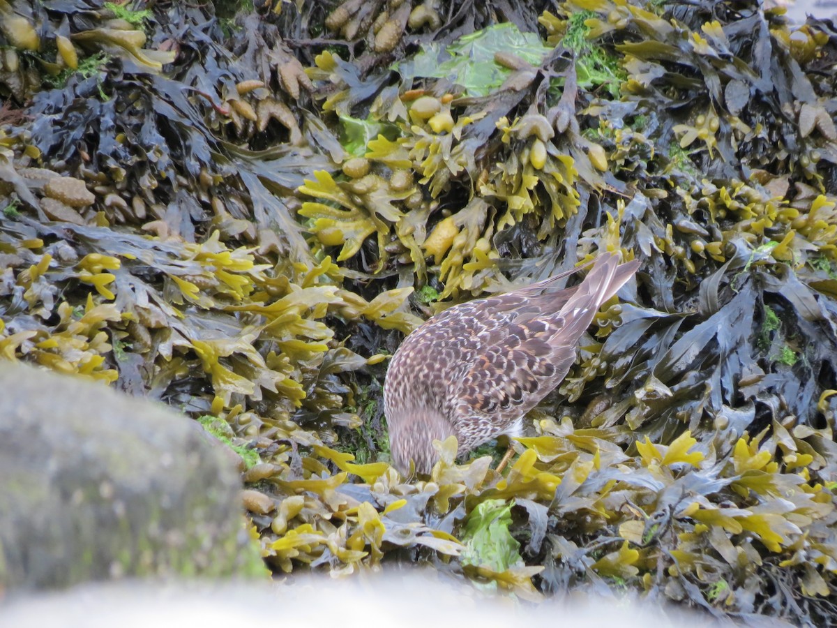 Purple Sandpiper - ML618926483