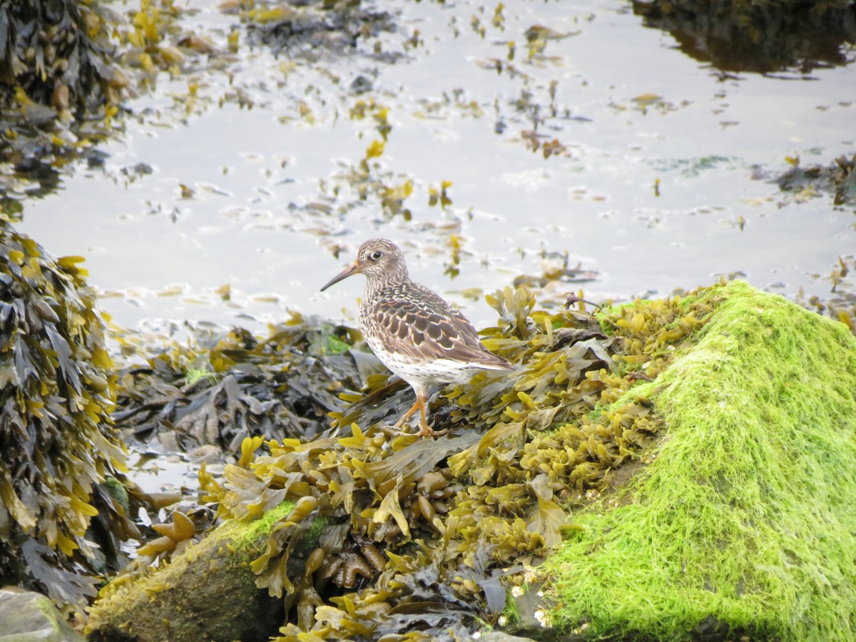 Purple Sandpiper - Luis Mendes