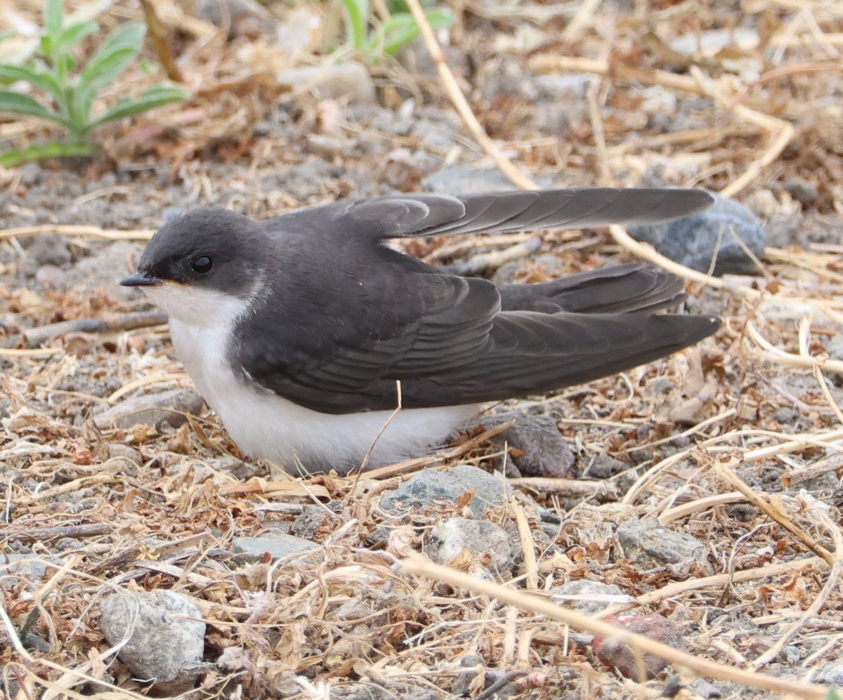 Tree Swallow - Diane Etchison